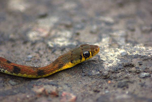 Baby Garter Snake: 10 Pictures and 10 Amazing Facts - A-Z Animals
