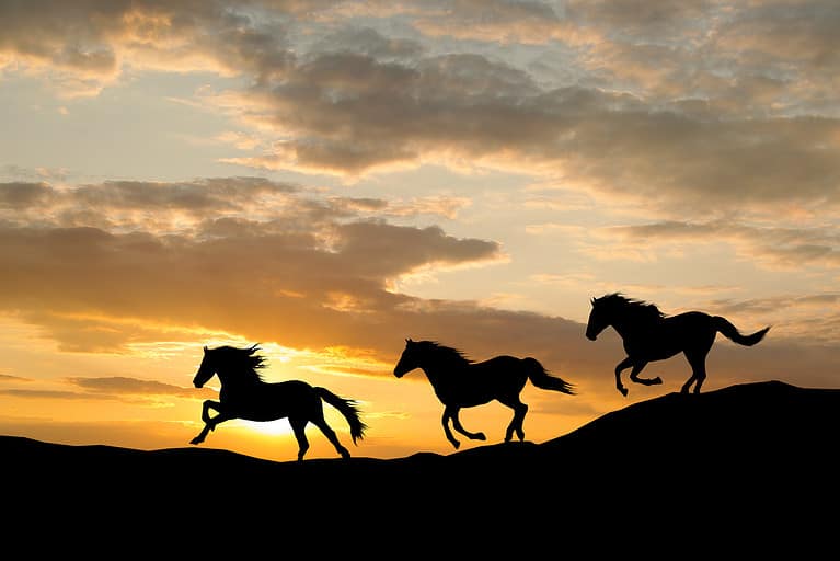 Silhouette of three wild horses galloping by colorful sunset