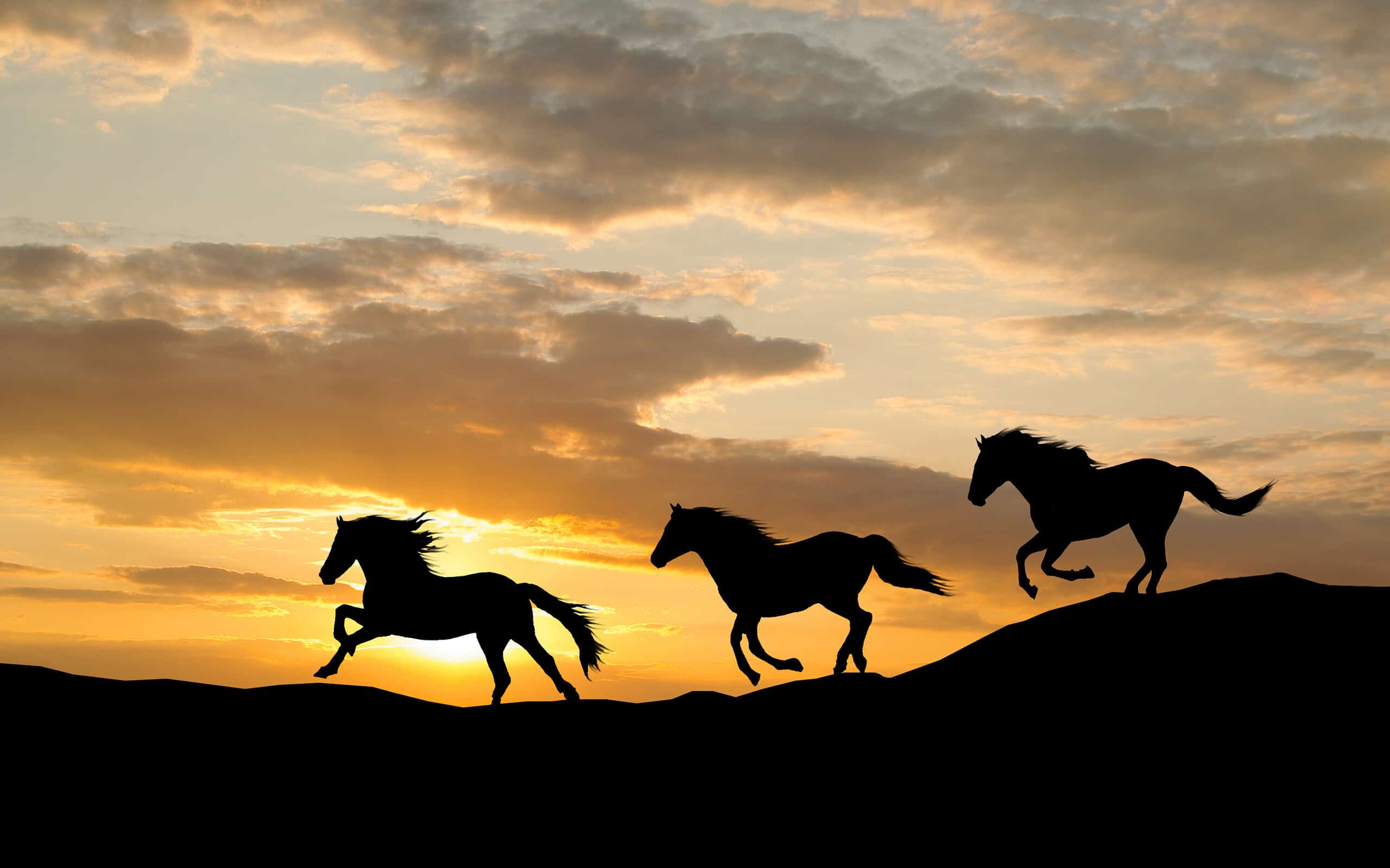 Silhouette of three wild horses galloping by colorful sunset