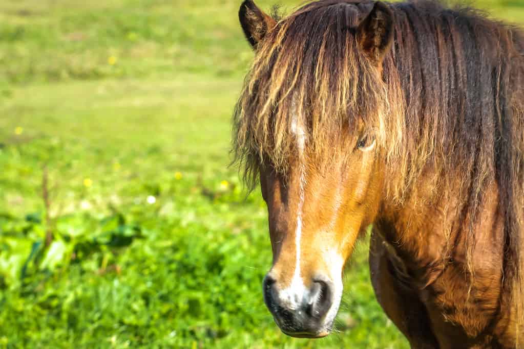 Portrait of a Beautiful Brown Kerry Bog Pony