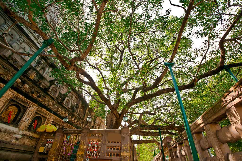 The Mahabodhi Tree grows on the exact spot of the original Bodhi Tree.
