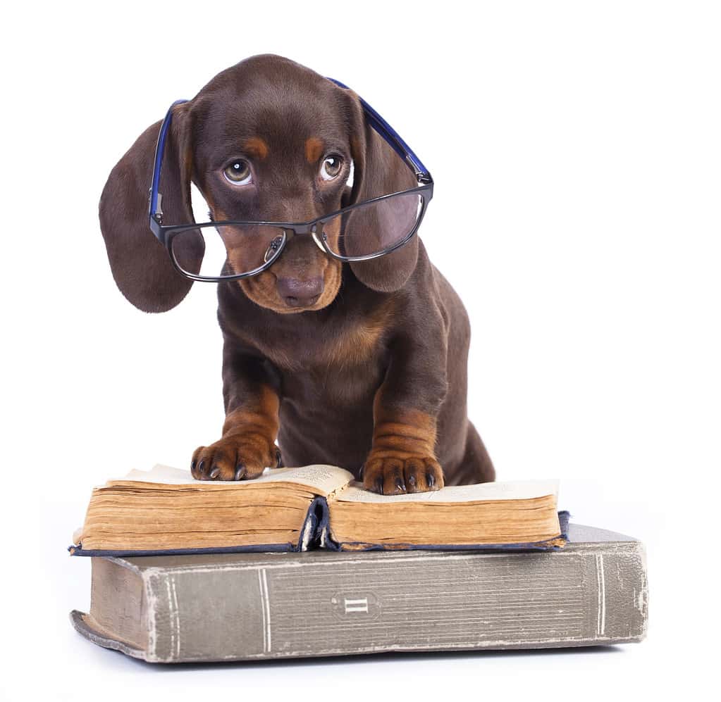 Brown Dachshund puppy wearing glasses and standing on books