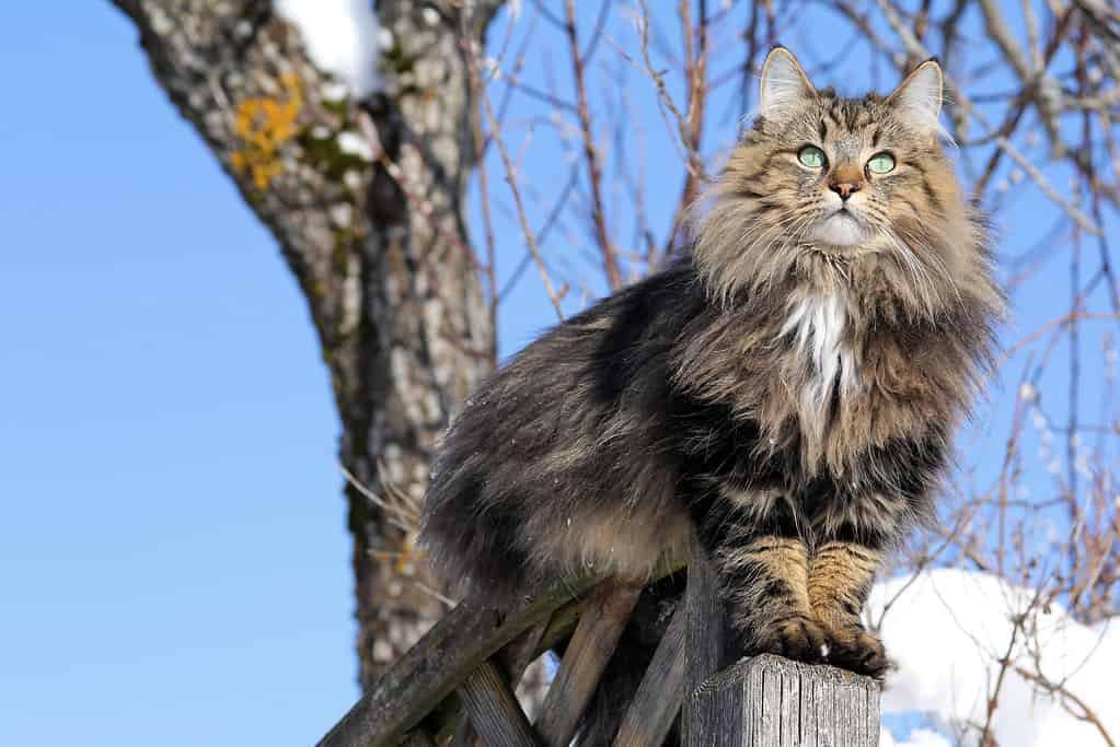 Norwegian Forest Cat on a fence in winter