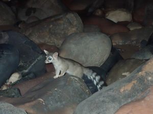 Ringtail cat Grand Canyon National Park Arizona wildlife