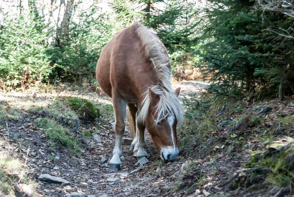 Pony in the Grayson Highlands