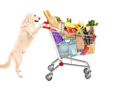 A Are Dogs Allowed In Grocery Stores? 5 Important Rules to Know