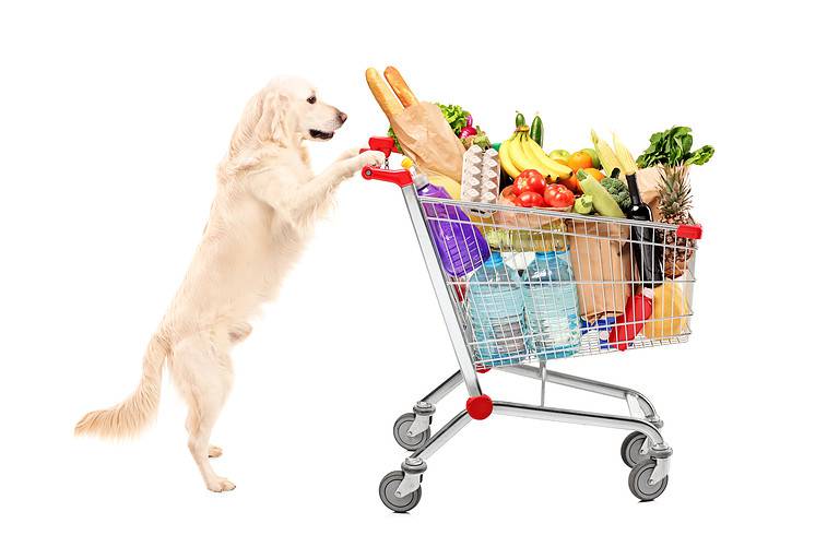 Funny retriever dog pushing shopping cart full of food product. Dogs in grocery stores.