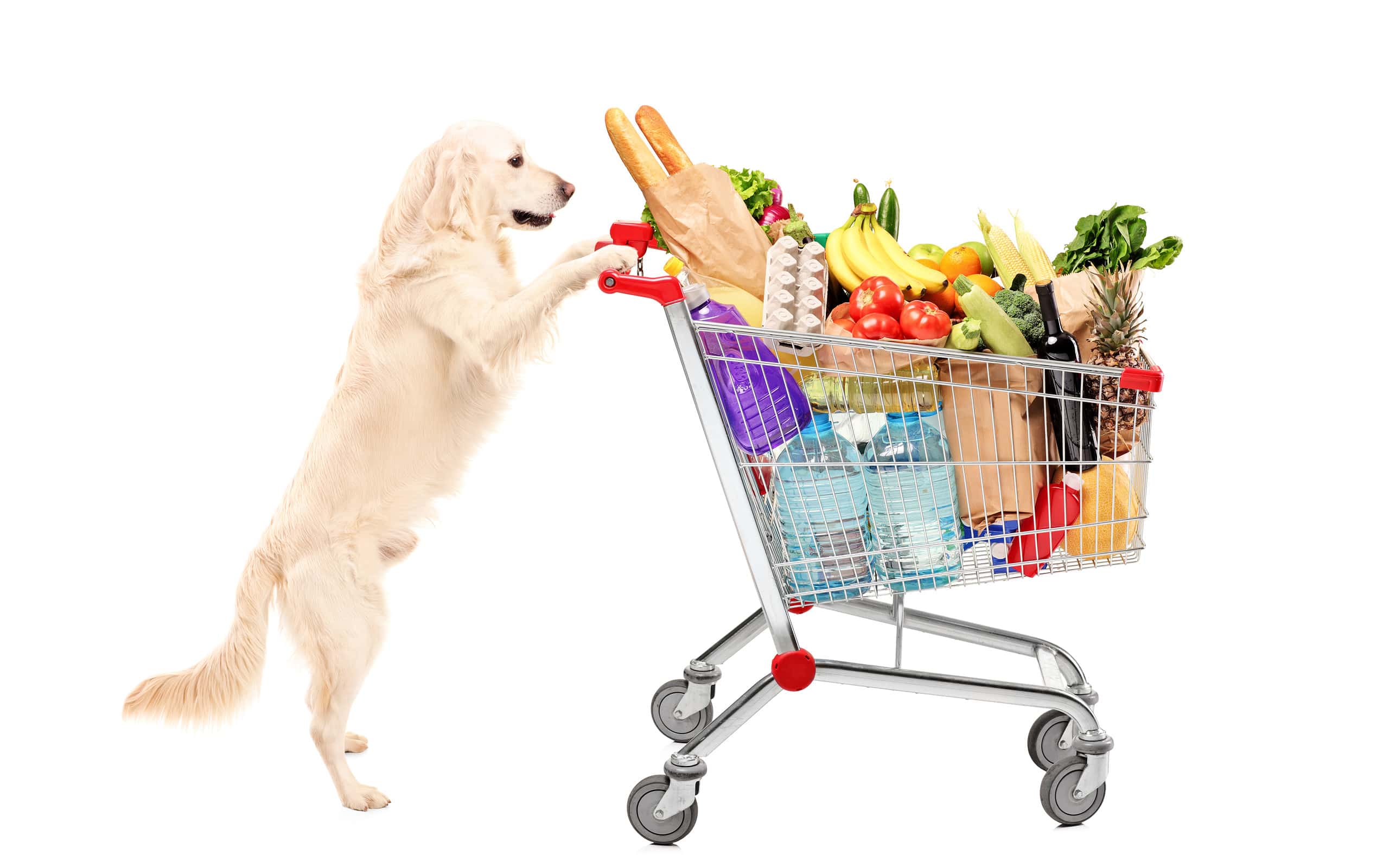 Funny retriever dog pushing shopping cart full of food product. Dogs in grocery stores.