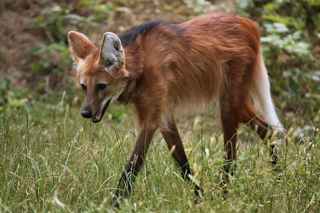 The Complete List of 15 Animals with Bushy Tails AZ Animals