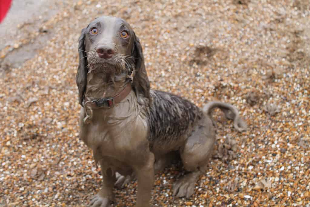 are English springer spaniels the most troublesome dog?