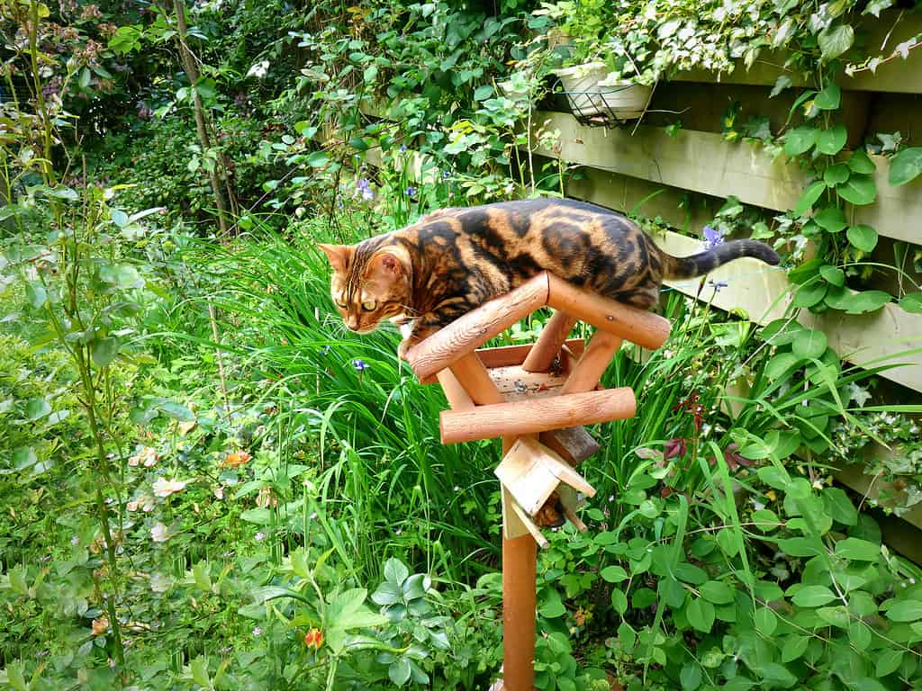 Bengal cat: Marble bengal cat on birdhouse