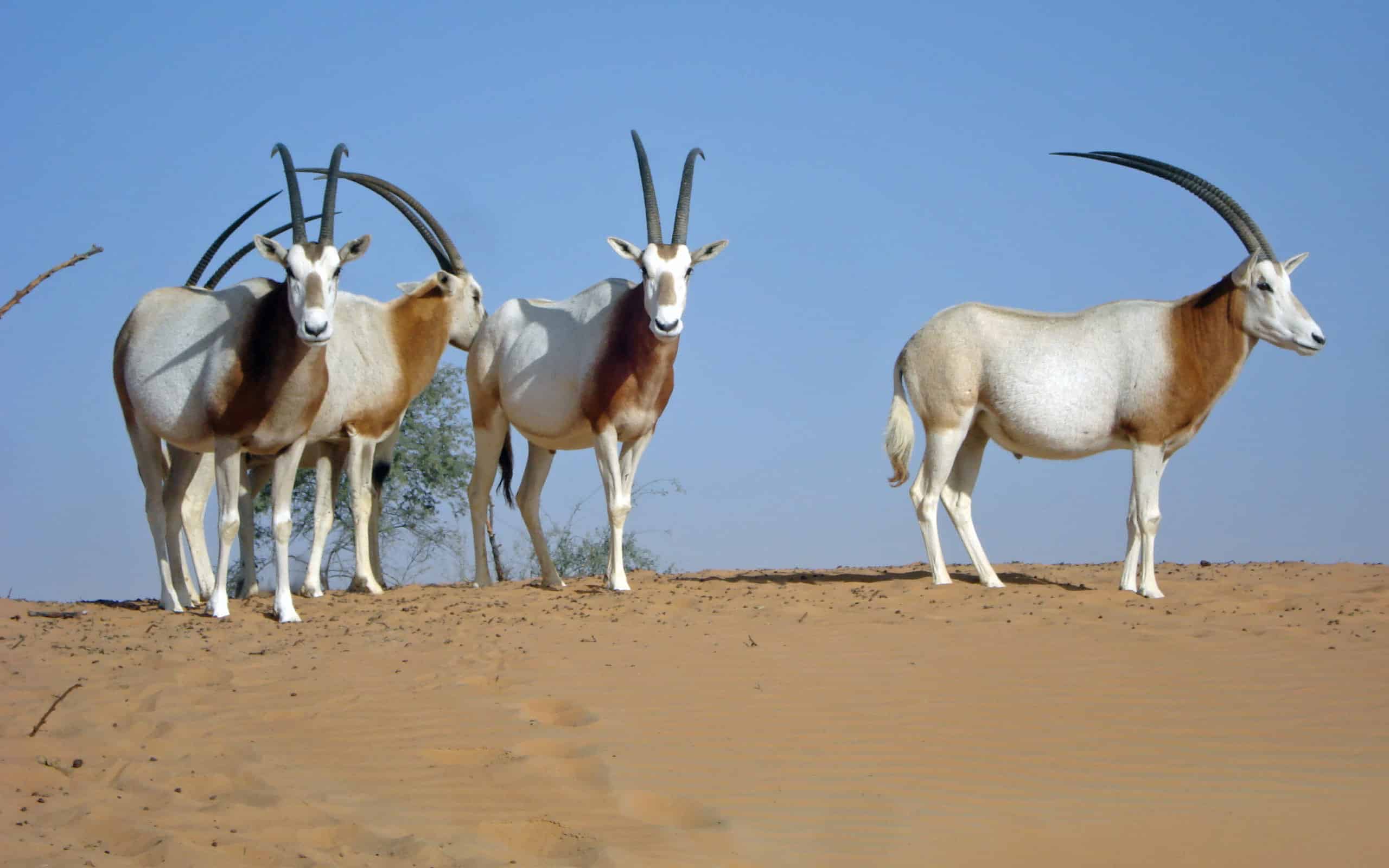 Small Group of Scimitar-horned oryx