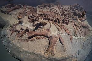 8 of Most Complete Dinosaur Fossils Ever Discovered Picture