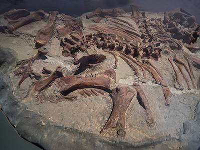 A 8 of Most Complete Dinosaur Fossils Ever Discovered