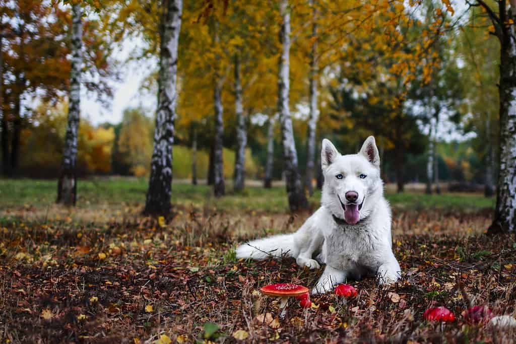 White Siberian husky dog in autumn forest