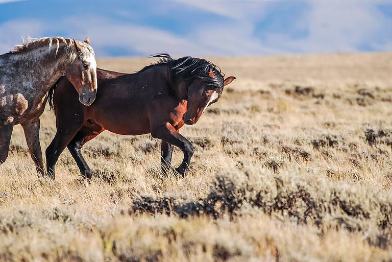 Wild Stallions Posturing