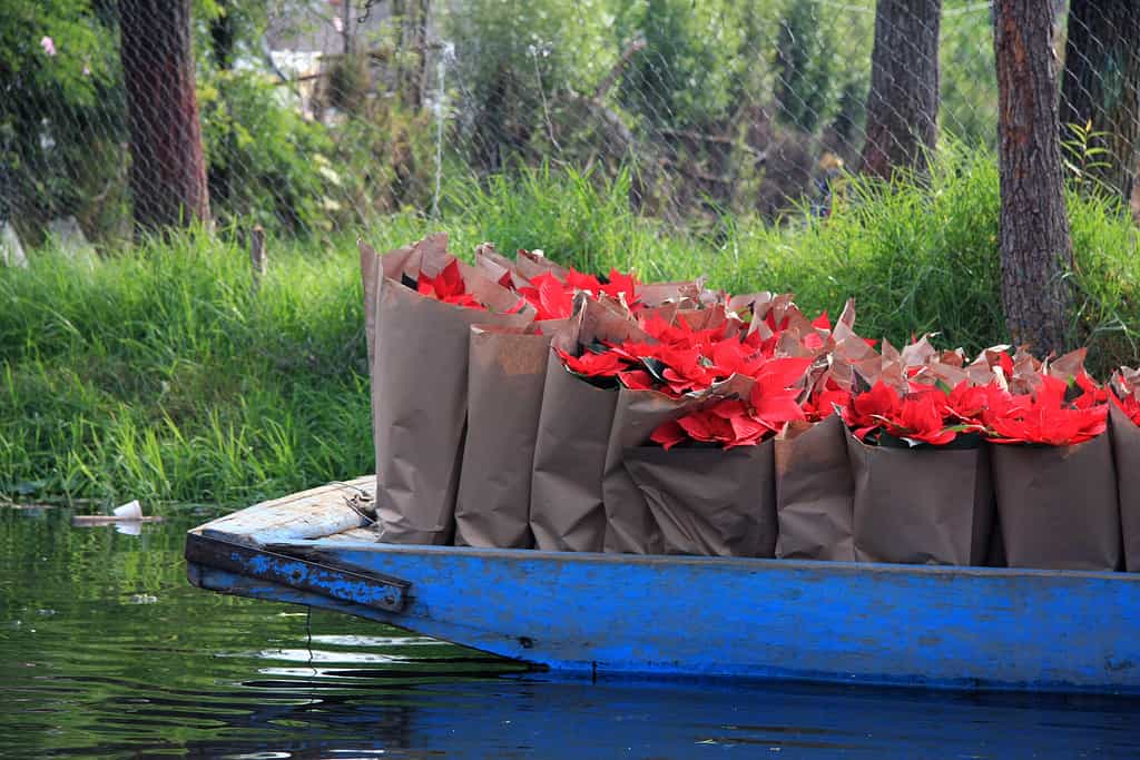 Canal boat full of bags of fresh Poinsettia