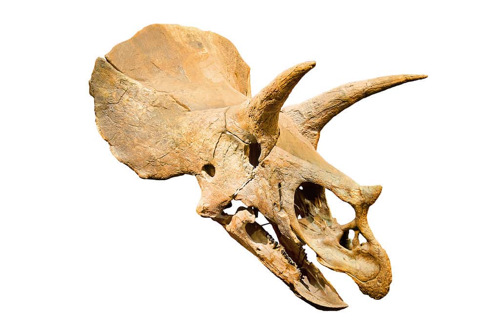 Triceratops Fossil skull over white isolated background