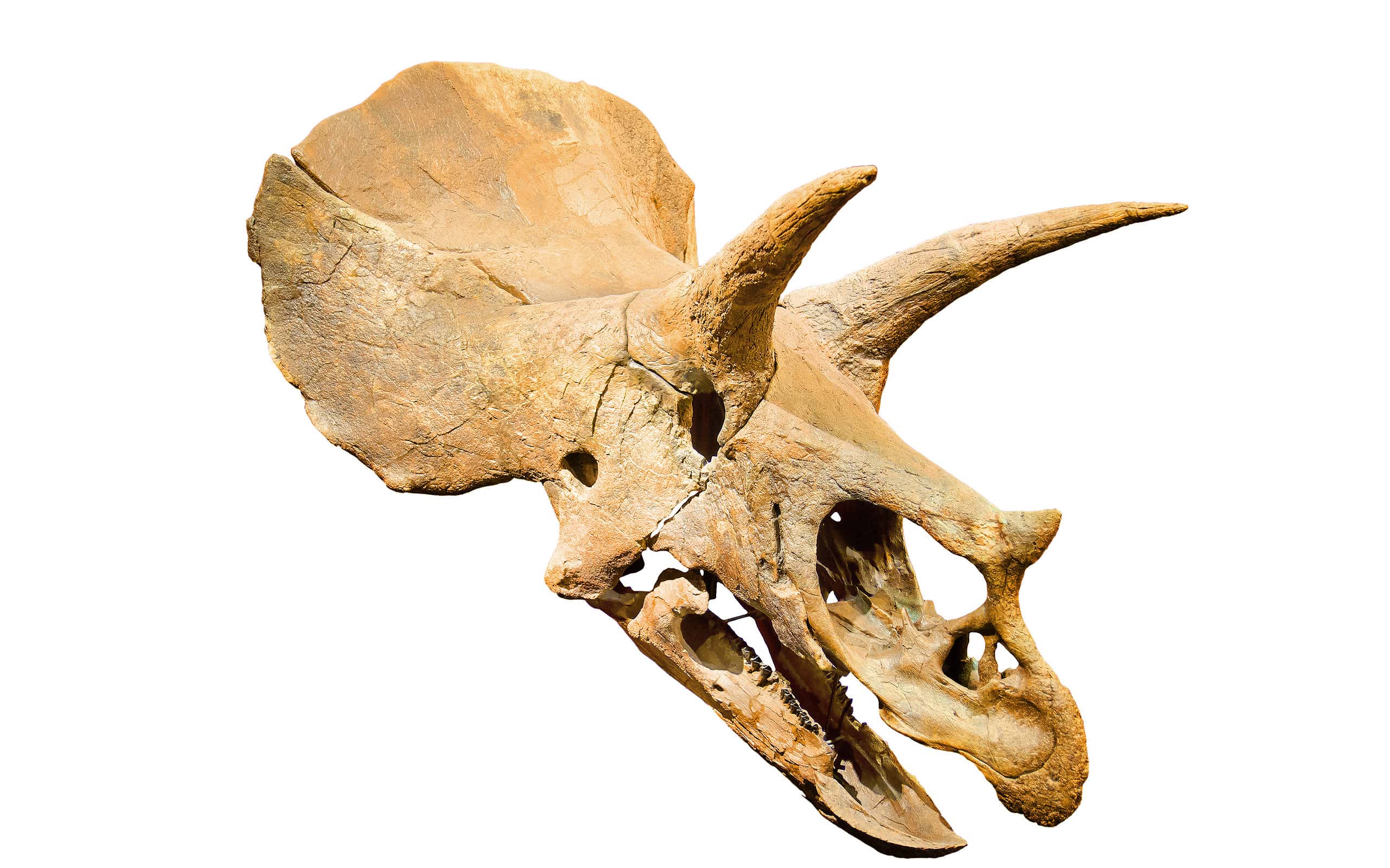 Triceratops Fossil skull over white isolated background