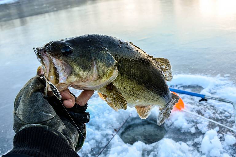 Big ice bass