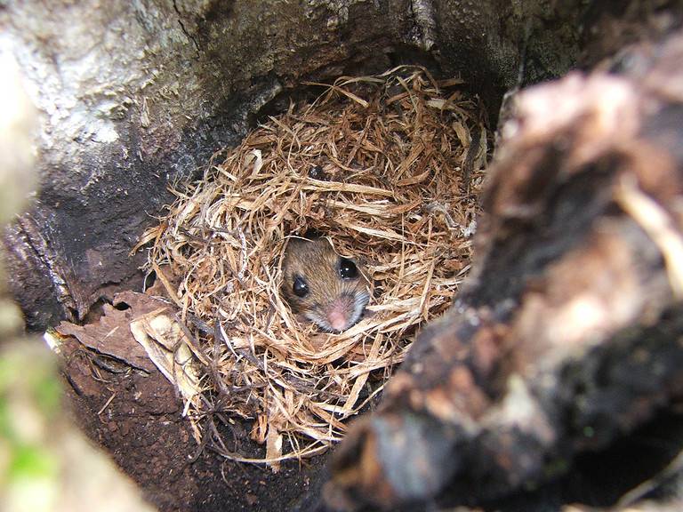Animal Nest, Mouse - Animal, Hiding, Tree, Horizontal