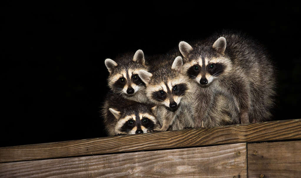 Four cute baby raccoons on a deck railing