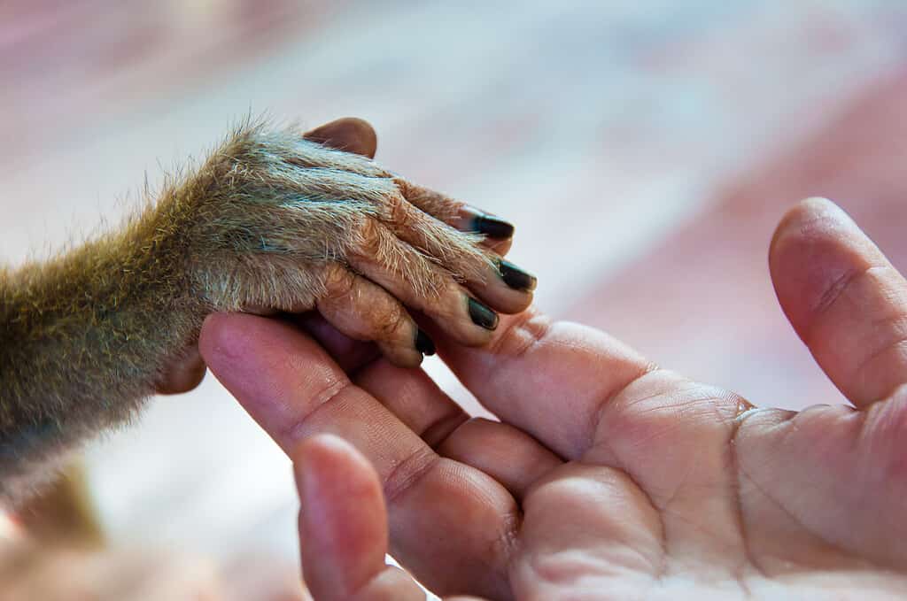 View of Human palm holding a small monkey hand