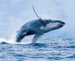Can Whales Actually Eat and Swallow Humans? 3 Facts and 3 Myths photo