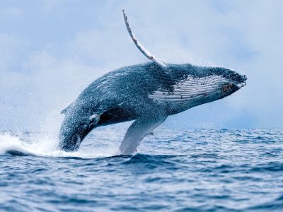 A Can Whales Actually Eat and Swallow Humans? 3 Facts and 3 Myths