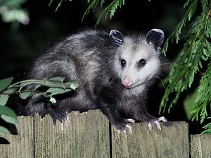 Can You Eat Opossum? Things to Know Before Dining Picture