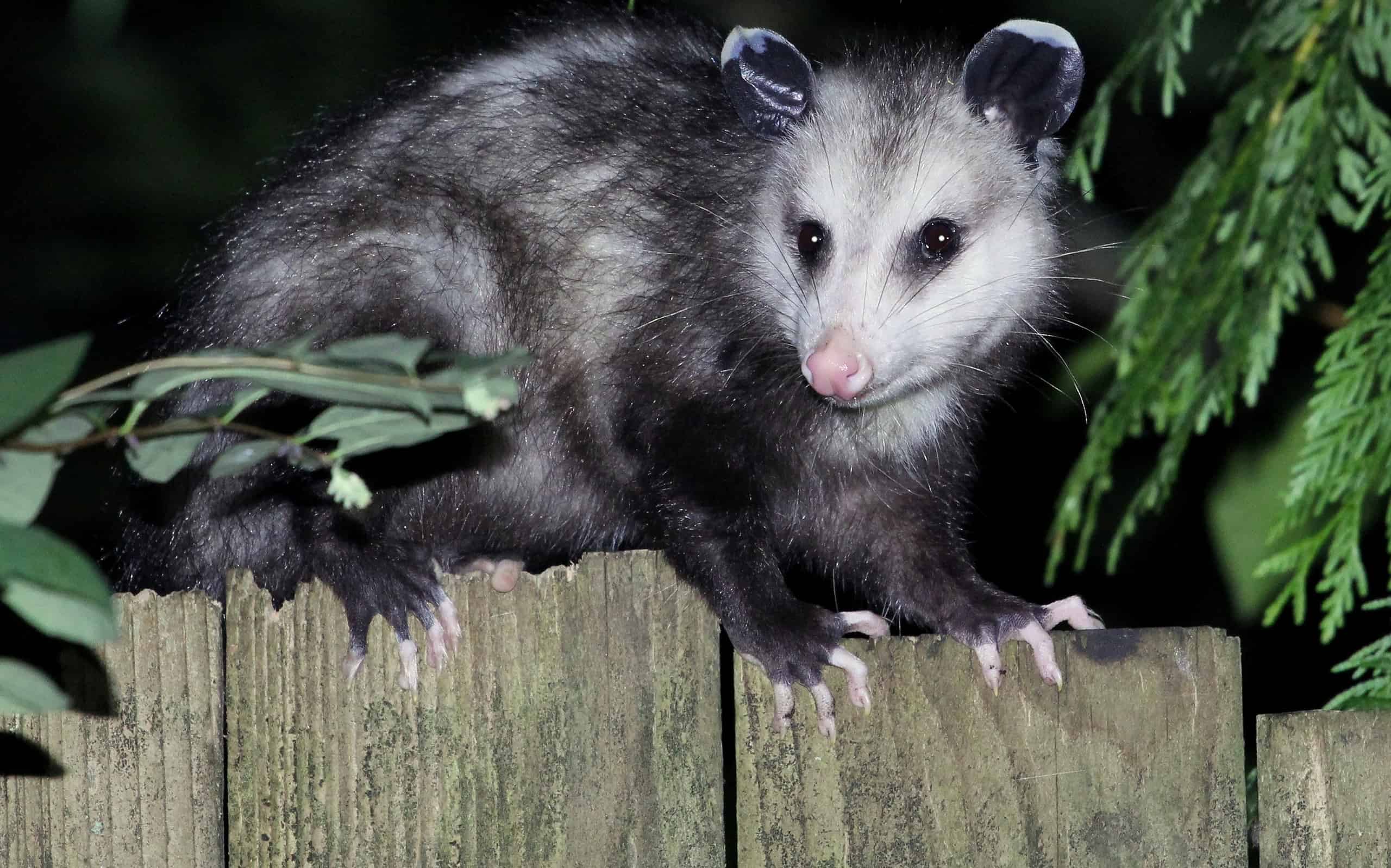 Virginia Opossum at Night