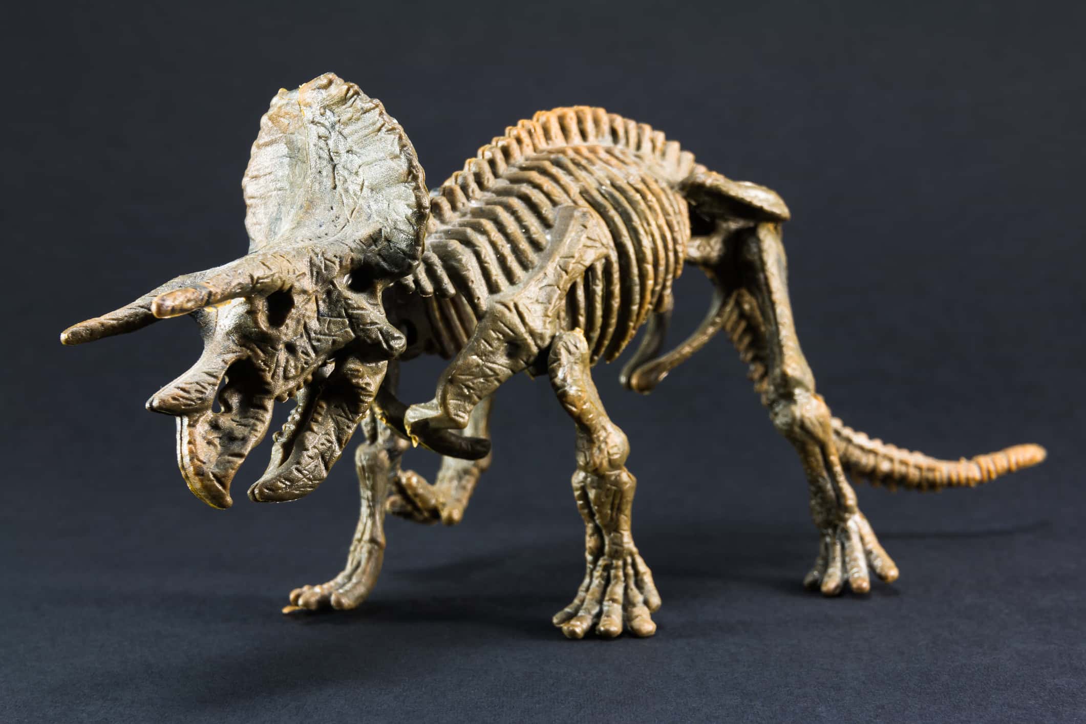 Triceratops fossil dinosaur skeleton model toy