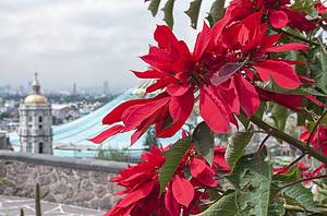 Discover the Symbolism and Origin of Poinsettias Around Christmas Picture
