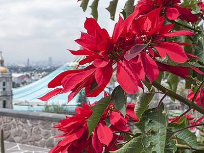 A Discover the Symbolism and Origin of Poinsettias Around Christmas