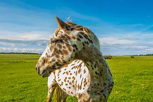Appaloosa Breed Guide: Height, Diet, and Characteristics Picture