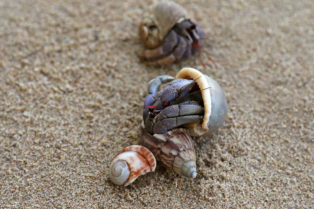 Hermit Crabs on the sand