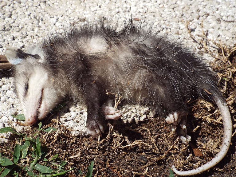 Playing Possum