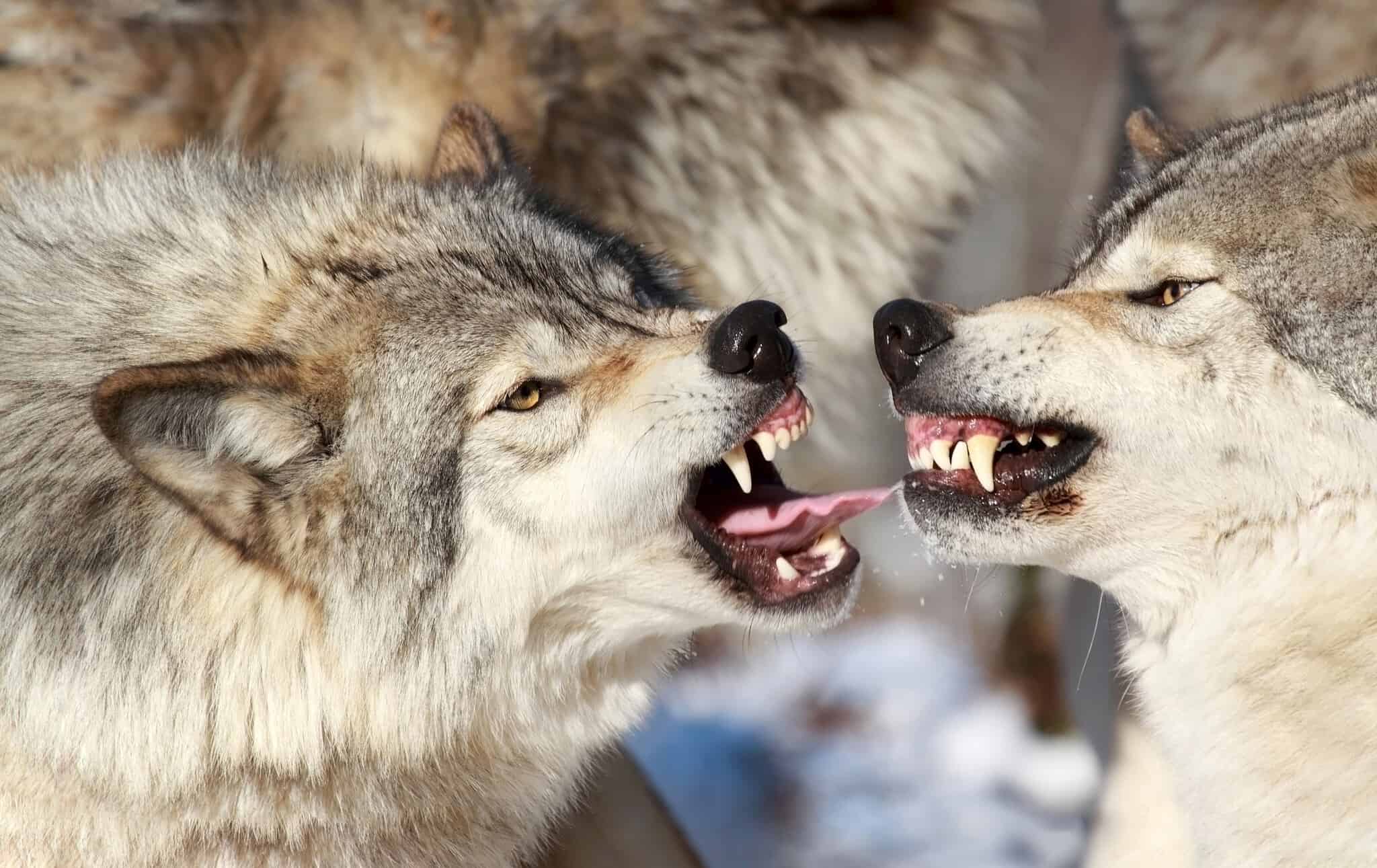 Ненавижу волков. Агрессивный волк.