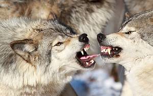 Male vs Female Wolves: 5 Key Differences Picture