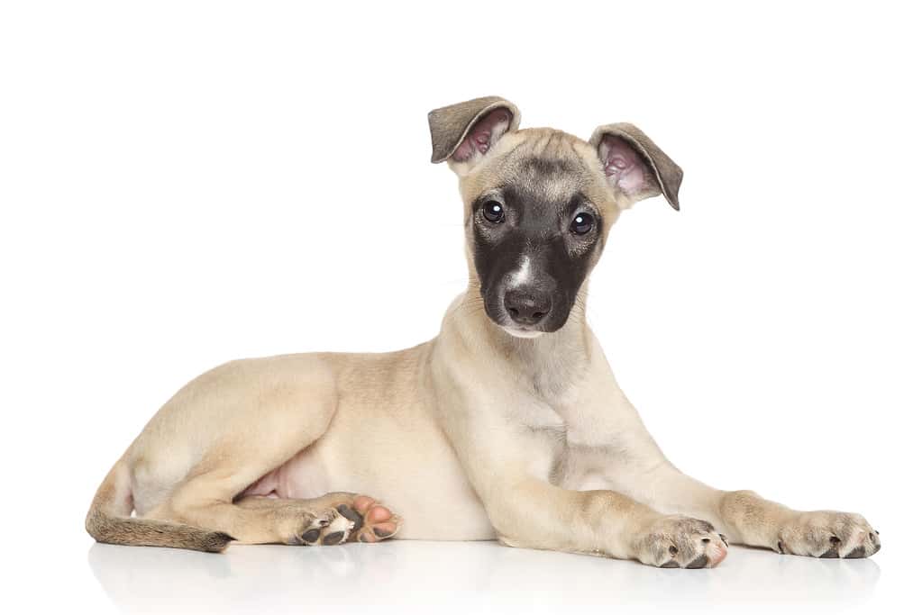 Whippet puppy lying on a white background