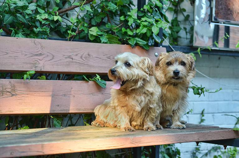 Norfolk Terriers