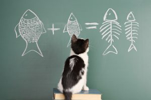 Are Cats Smarter Than Dogs? See How Smart They Really Are Picture