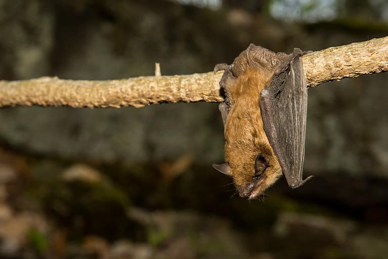 Bat - Animal, Big Brown Bat, Brown, Large, Animal