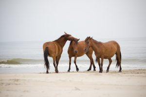7 Places to See Wild Horses on the East Coast photo