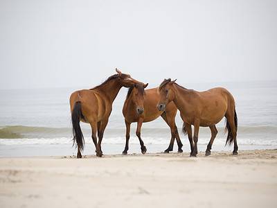A 7 Places to See Wild Horses on the East Coast