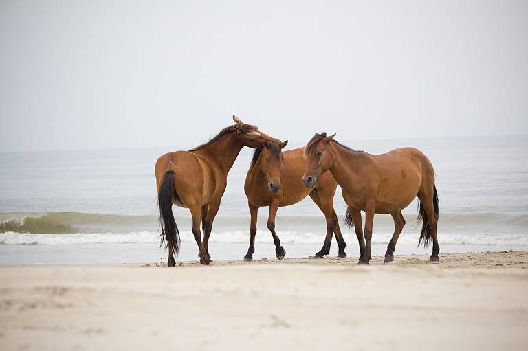 Wild Horses