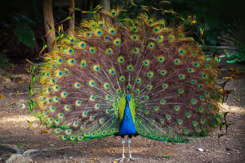 Wild Peacock goes in dark forest with Feathers Out