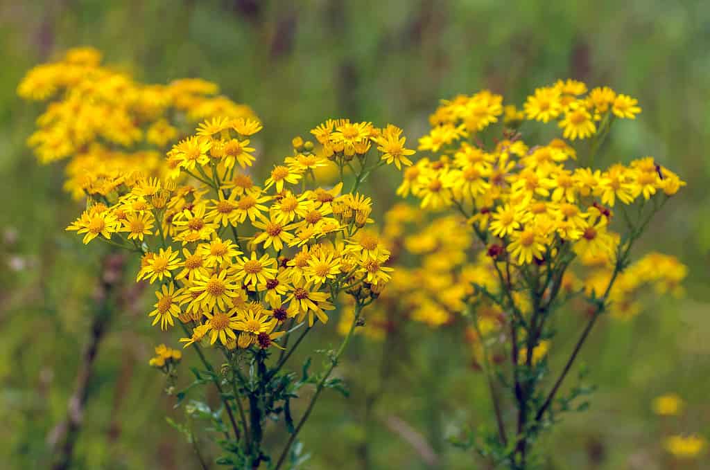 Yellow blossoming common ragwort from close