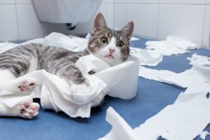 Can Cats Get IBS? 10 Things You Need to Know Picture