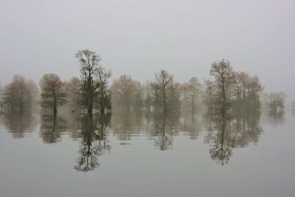 Reflected Cypress